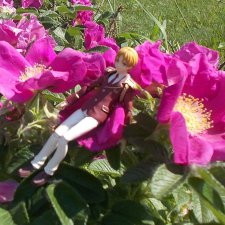 Анонс. Новый япончик . Цветы и рыжий