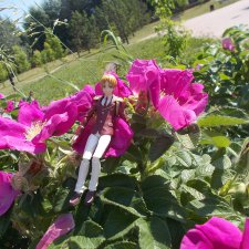 Короли призмы