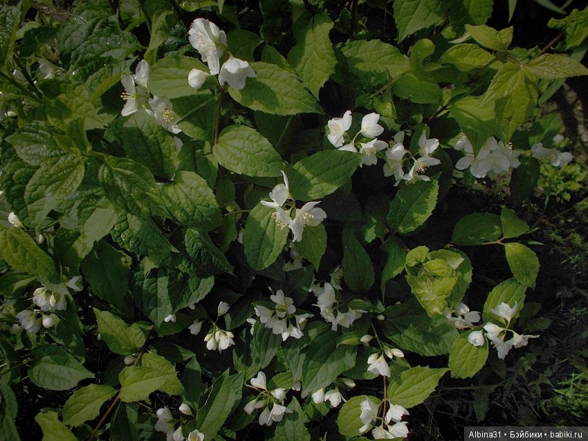 Городские зарисовки... июнь 2018. Самолёт