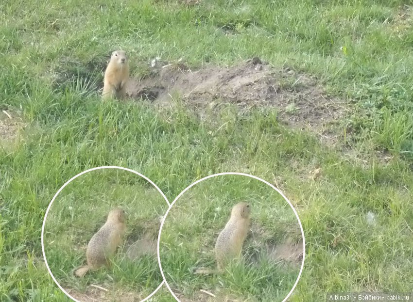 В погоню за сусликом — Болталка и разговоры обо всем: жизнь (фото 4)