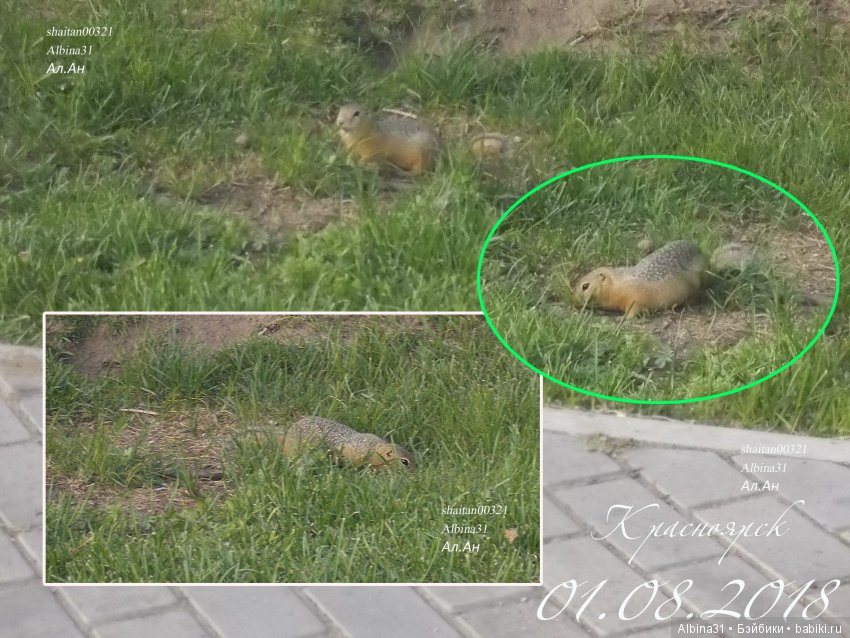 В погоню за сусликом — Болталка и разговоры обо всем: жизнь