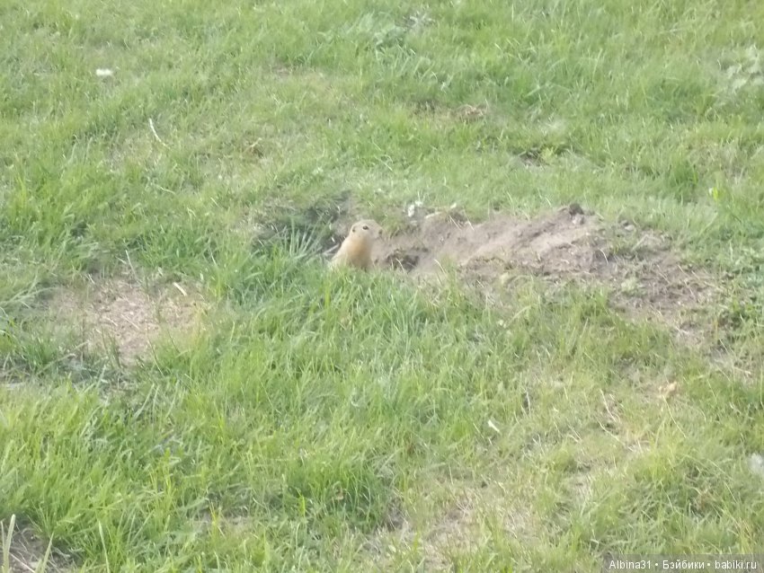 В погоню за сусликом — Болталка и разговоры обо всем: жизнь (фото 3)