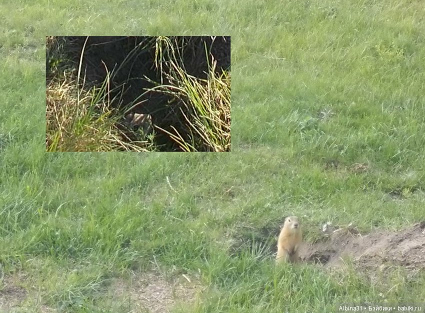 В погоню за сусликом — Болталка и разговоры обо всем: жизнь (фото 5)