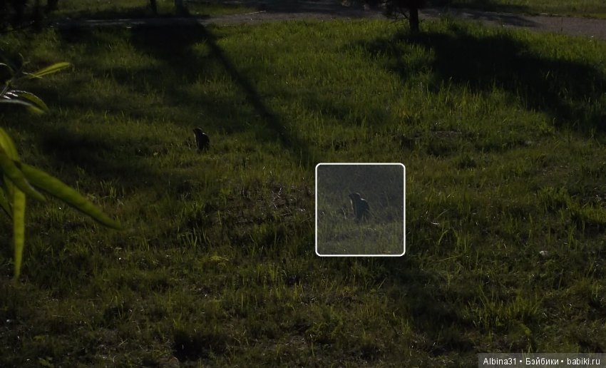 В погоню за сусликом — Болталка и разговоры обо всем: жизнь (фото 6)