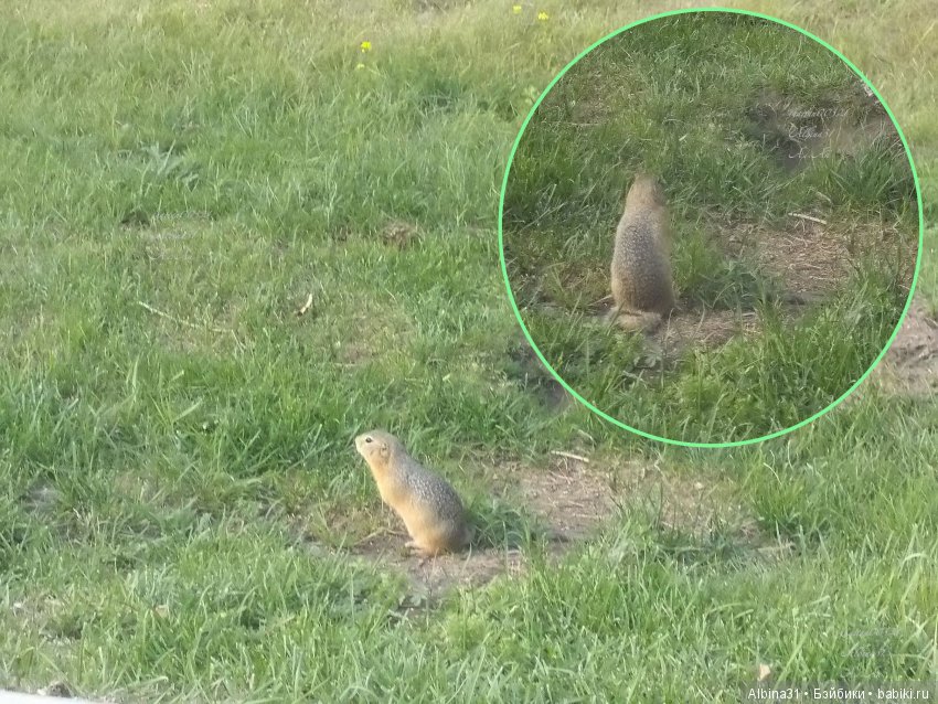 В погоню за сусликом — Болталка и разговоры обо всем: жизнь (фото 2)