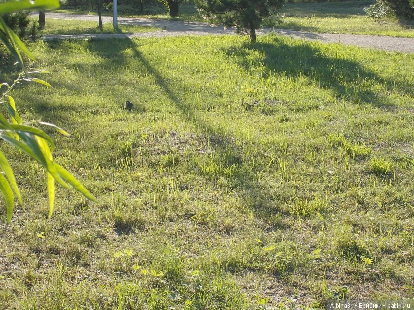 В погоню за сусликом — Болталка и разговоры обо всем: жизнь (фото 7)