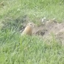 В погоню за сусликом