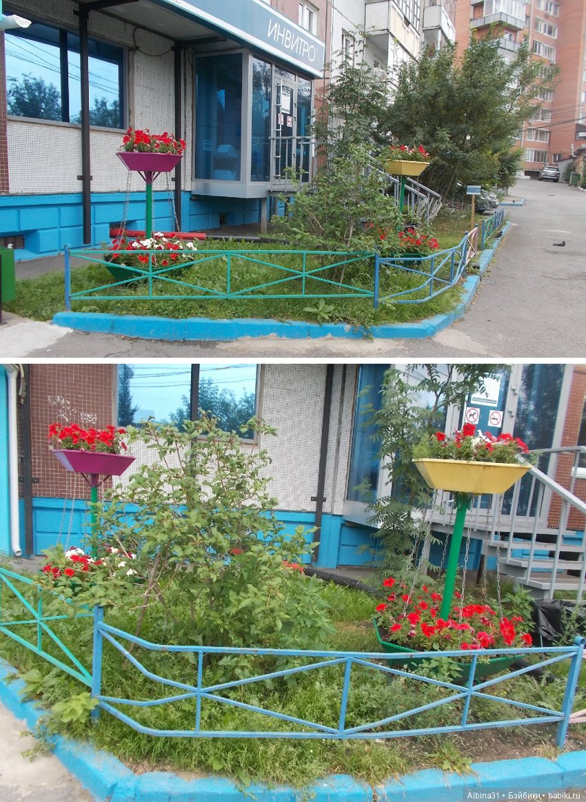 Городские зарисовки. Цветы и голуби (фото 6)