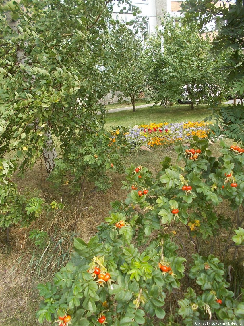 Городские зарисовки. Цветы и голуби