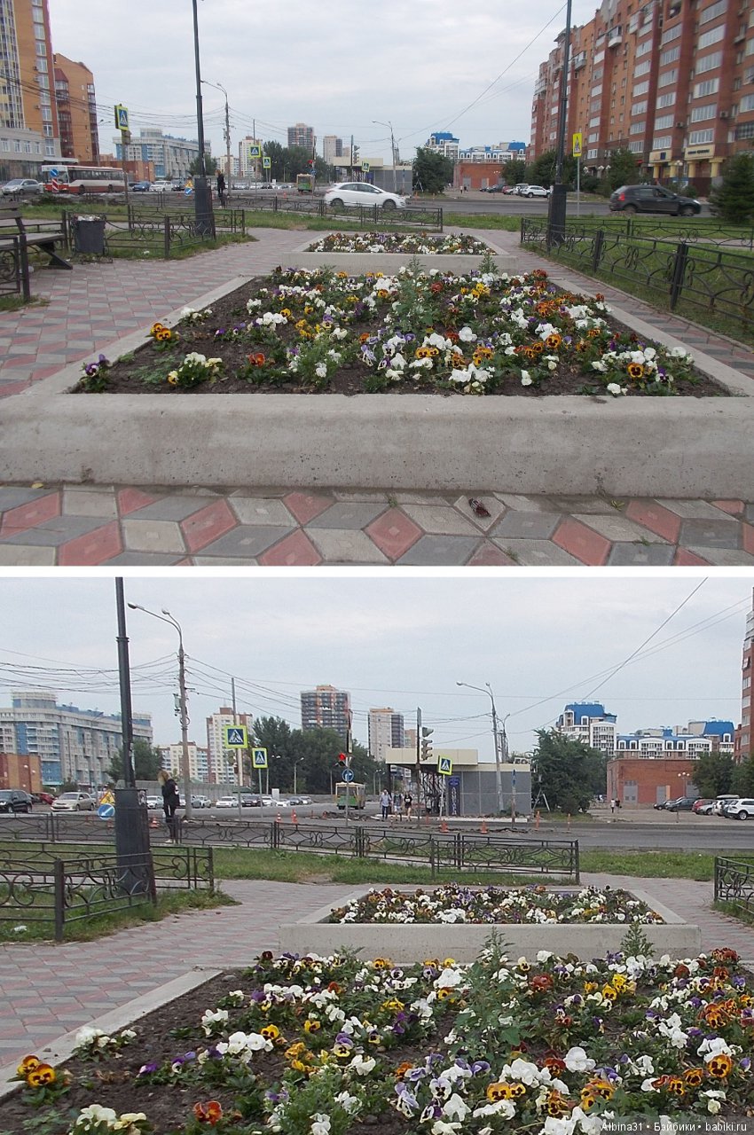 Городские зарисовки. Цветы и голуби
