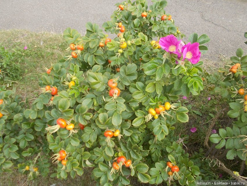 Городские зарисовки. Цветы и голуби