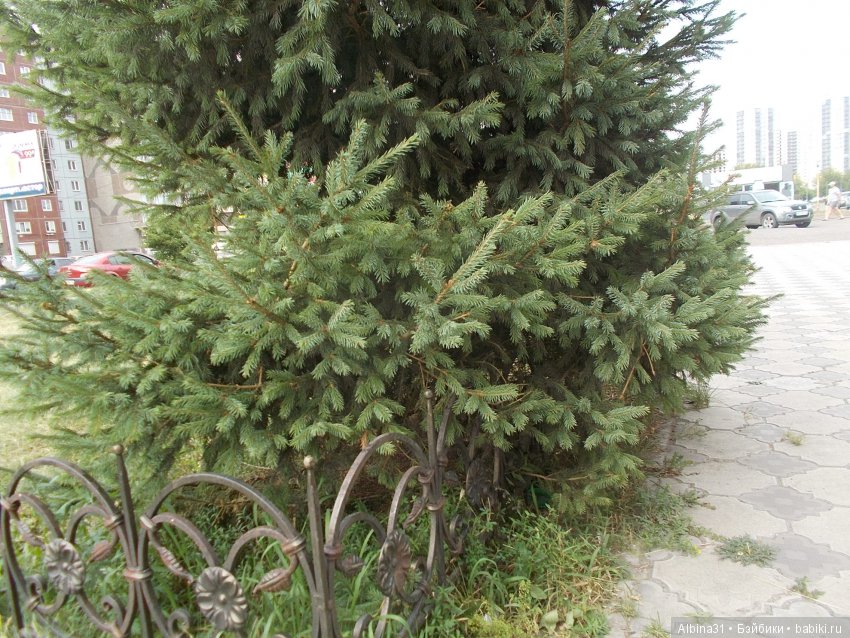 Городские зарисовки. Цветы и голуби