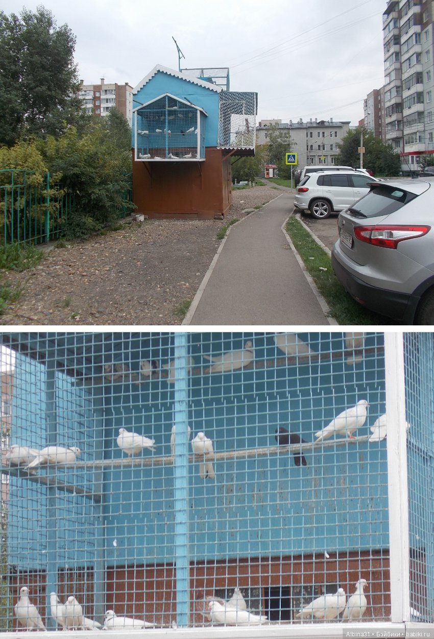 Городские зарисовки. Цветы и голуби