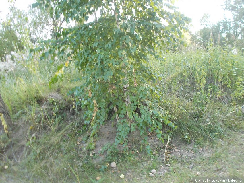 Остров Татышева. Продолжение