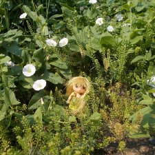 Городские зарисовки. Цветы и голуби