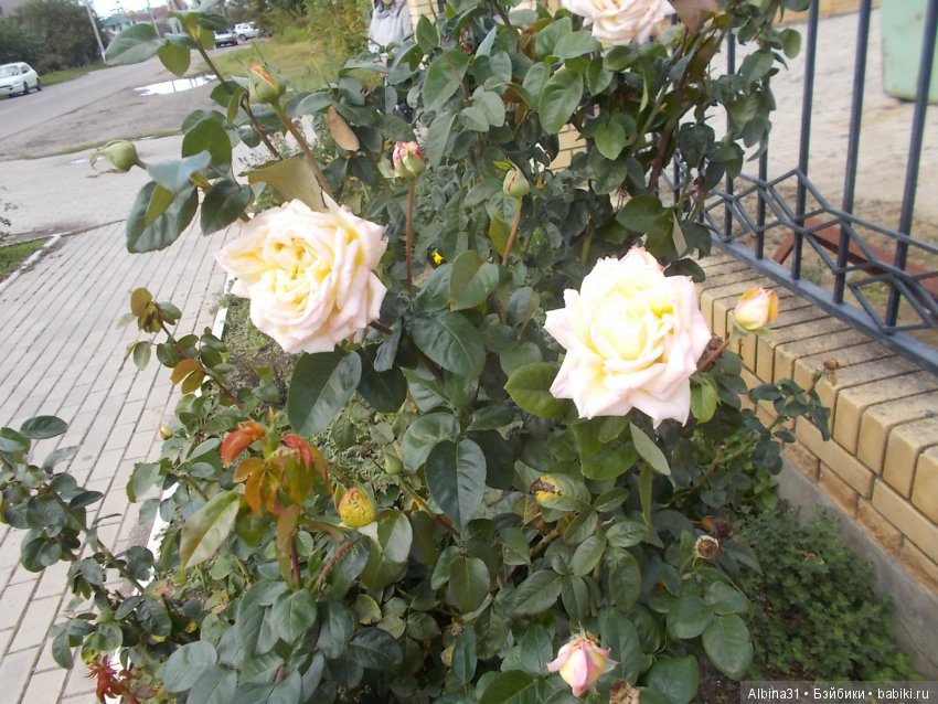 Путевые зарисовки. Приморско- Ахтарск (фото 3)