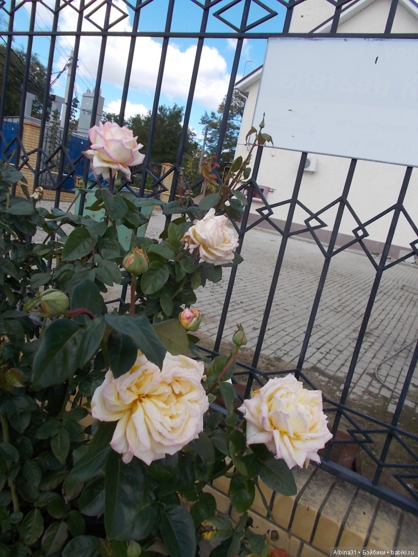 Путевые зарисовки. Приморско- Ахтарск (фото 4)