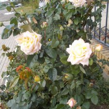 Путевые зарисовки. Приморско- Ахтарск