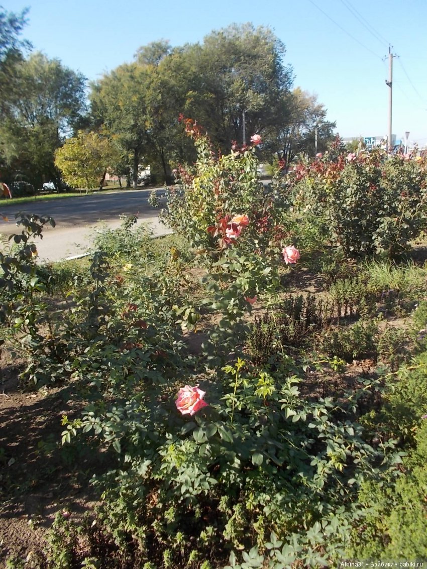 Путевые зарисовки. Краснодарский край (фото 6)