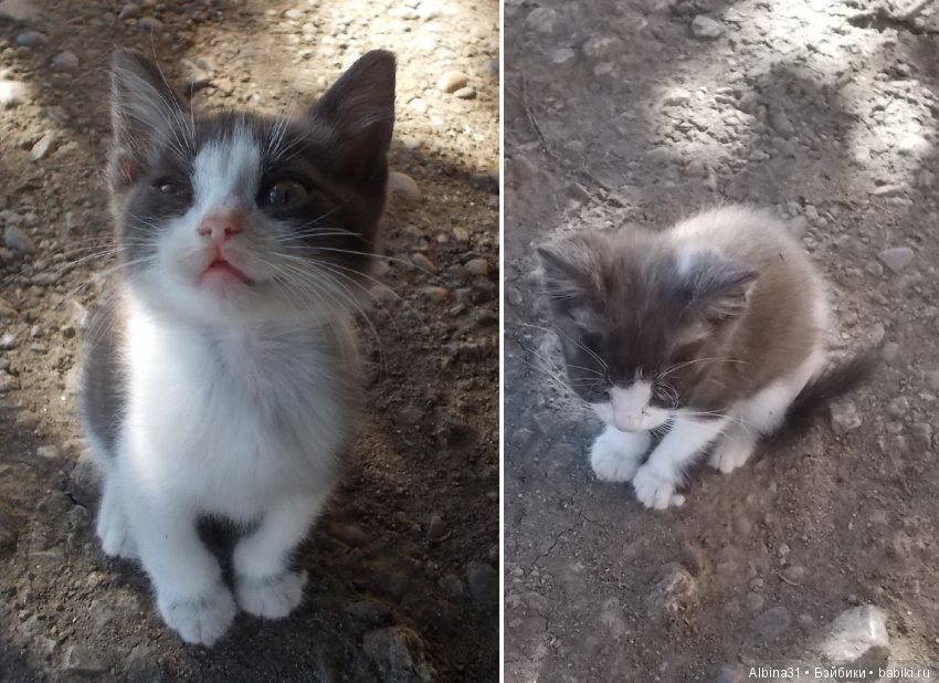 Путевые зарисовки. Краснодарский край