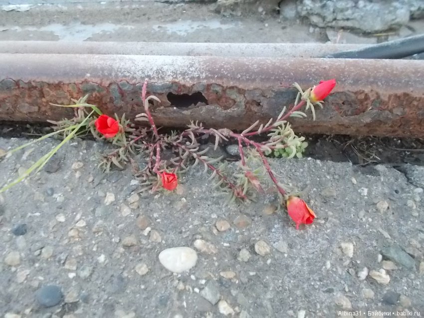 Путевые зарисовки. Краснодарский край