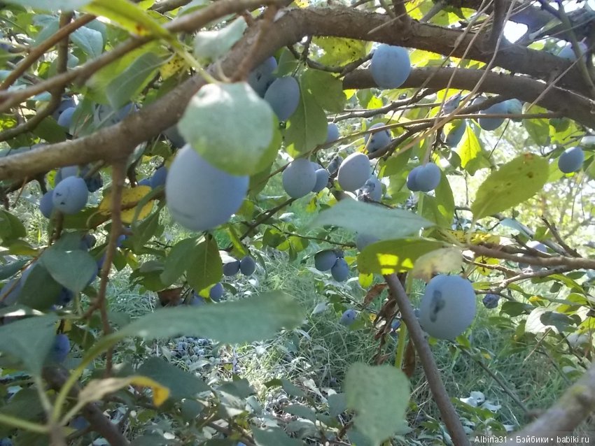 Путевые зарисовки. Краснодарский край