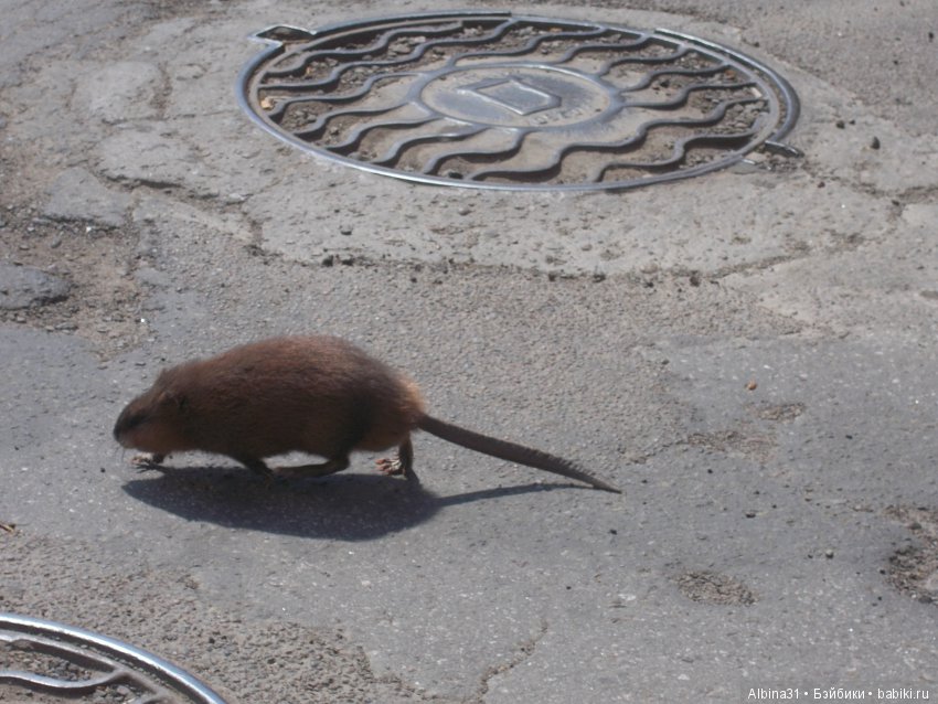 Иркутск. Продолжение — Туризм и путешествия: фотоотчеты из поездок