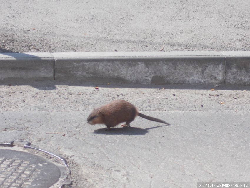 Иркутск. Продолжение — Туризм и путешествия: фотоотчеты из поездок