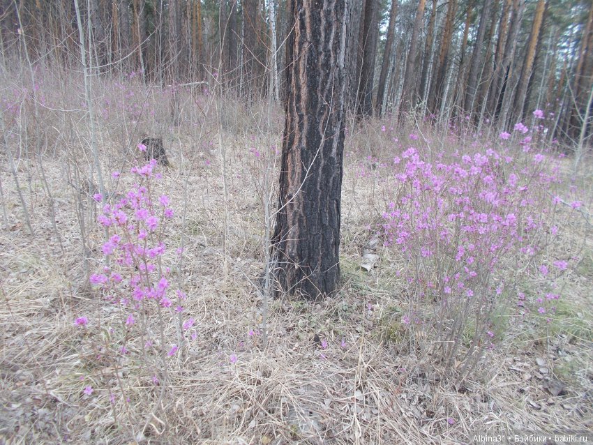 Иркутск. День второй | Бэйбики Иркутск. День второй — Туризм и путешествия: фотоотчеты из поездок