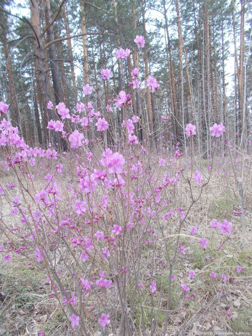 Иркутск. День второй | Бэйбики Иркутск. День второй — Туризм и путешествия: фотоотчеты из поездок