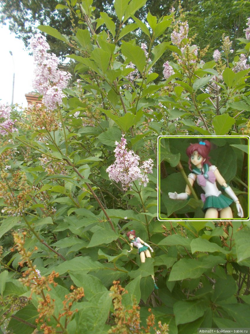 Пополнение лунных воительниц (фото 2)