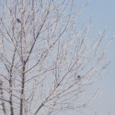 17 февраля- зимний день