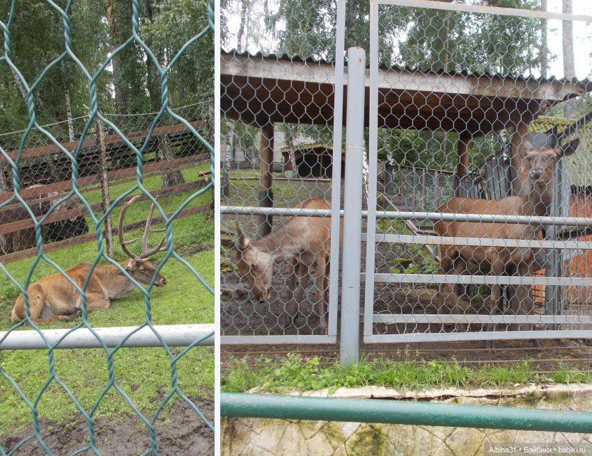 Звери, птицы и цветы — Игровые куклы разных производителей (Разное): редкие бренды