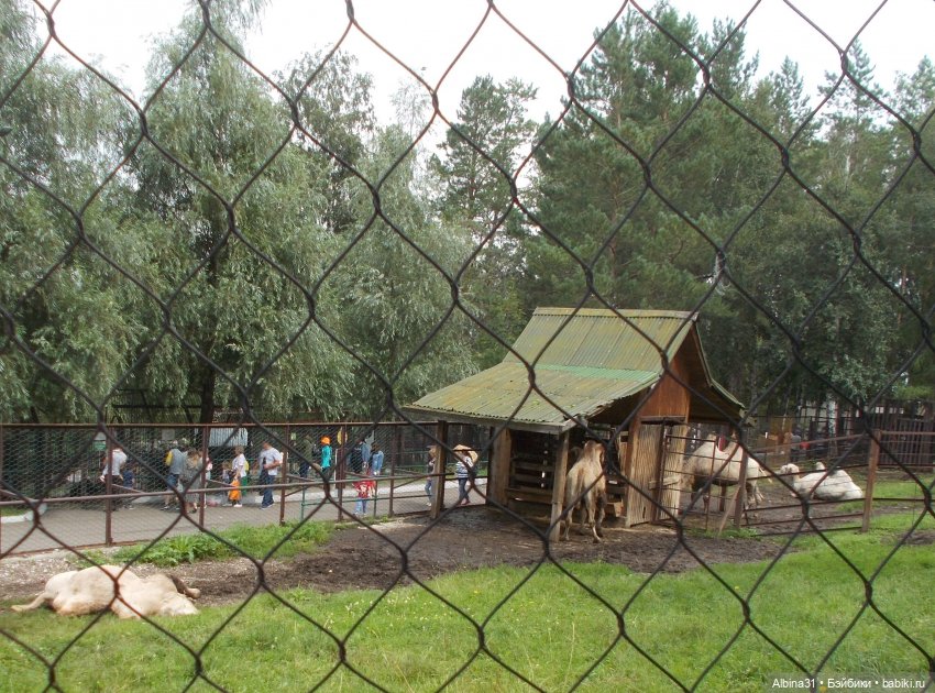 Звери, птицы и цветы — Игровые куклы разных производителей (Разное): редкие бренды