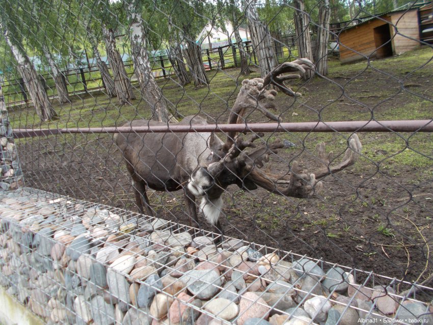 Звери, птицы и цветы — Игровые куклы разных производителей (Разное): редкие бренды