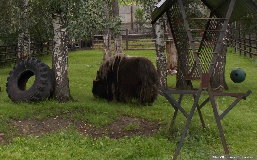 Звери, птицы и цветы — Игровые куклы разных производителей (Разное): редкие бренды