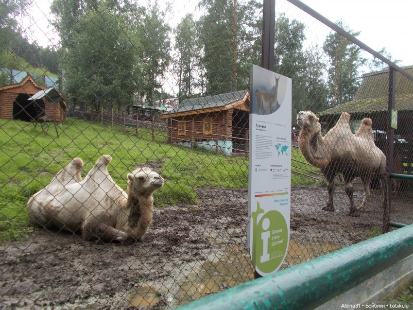 Звери, птицы и цветы — Игровые куклы разных производителей (Разное): редкие бренды