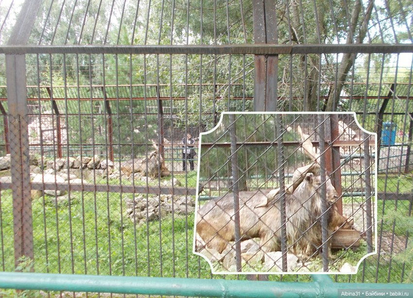 Звери, птицы и цветы — Игровые куклы разных производителей (Разное): редкие бренды