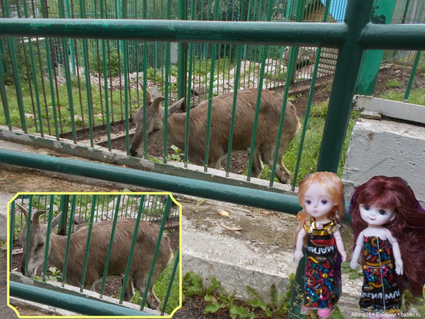 Звери, птицы и цветы — Игровые куклы разных производителей (Разное): редкие бренды