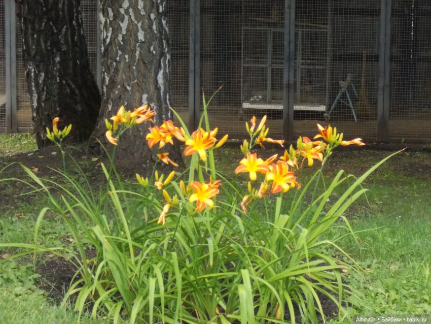 Звери, птицы и цветы — Игровые куклы разных производителей (Разное): редкие бренды