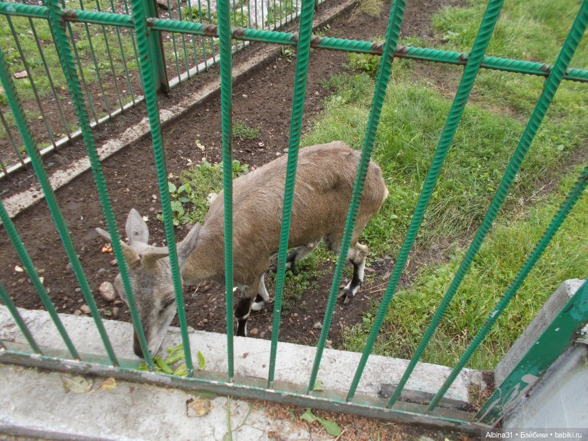 Звери, птицы и цветы — Игровые куклы разных производителей (Разное): редкие бренды