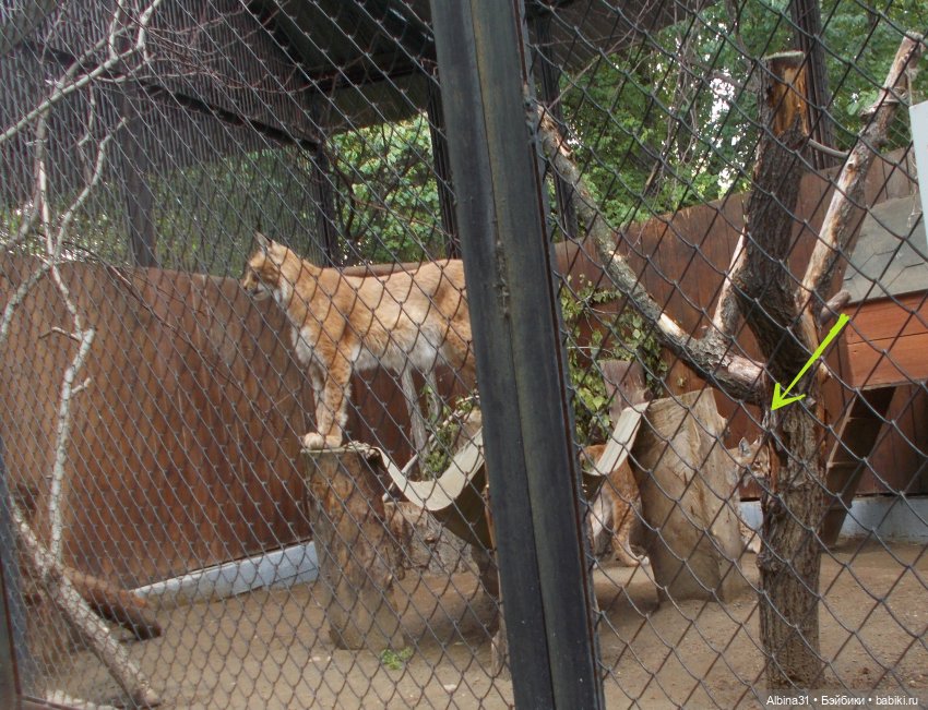 Звери, птицы и цветы (продолжение)