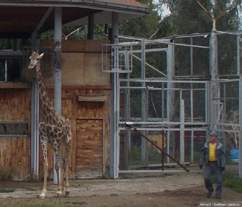 Звери, птицы и цветы (продолжение) (фото 10)