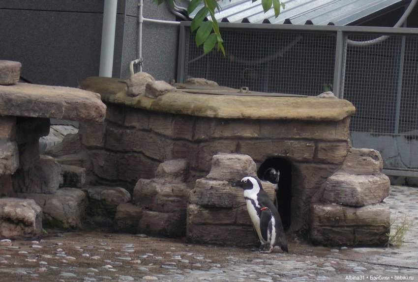 Звери, птицы и цветы (продолжение)