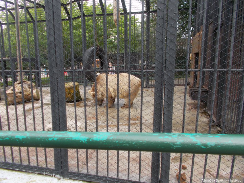 Звери, птицы и цветы (продолжение)