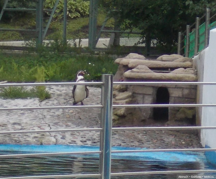 Звери, птицы и цветы (продолжение)