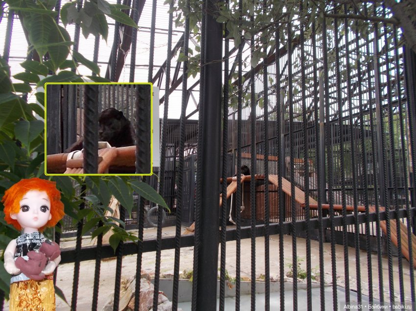 Звери, птицы и цветы (продолжение)