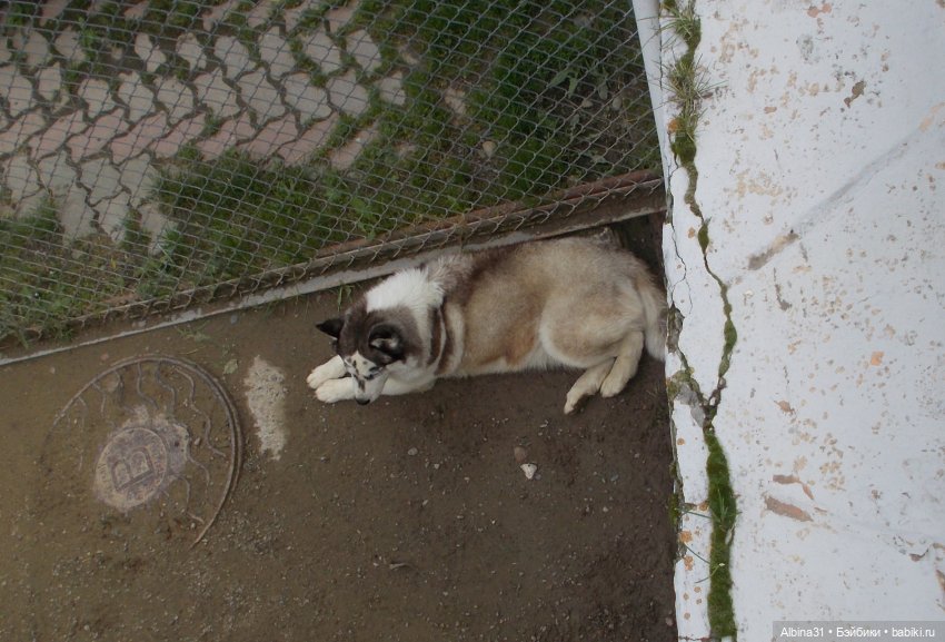 Звери, птицы и цветы (продолжение)