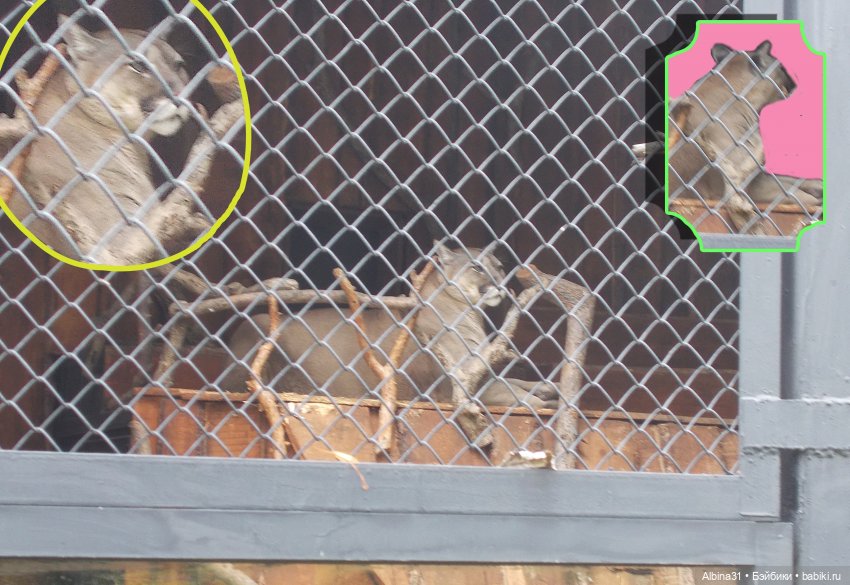 Звери, птицы и цветы (продолжение)