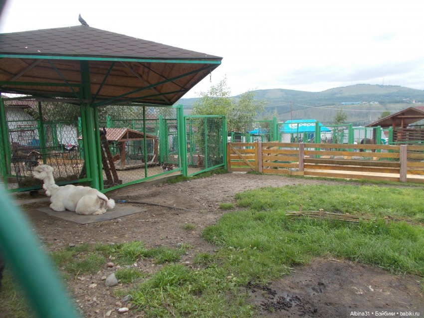 Звери, птицы и цветы (продолжение)